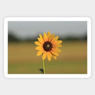 Kansas Wild Sunflower with a green background with sky. Sticker